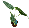 2" Custom Asst: Anthurium Veitchii